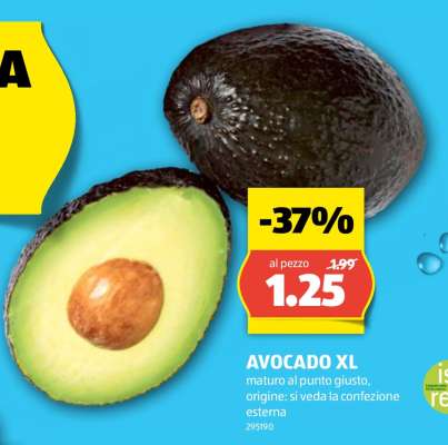 AVOCADO XL
